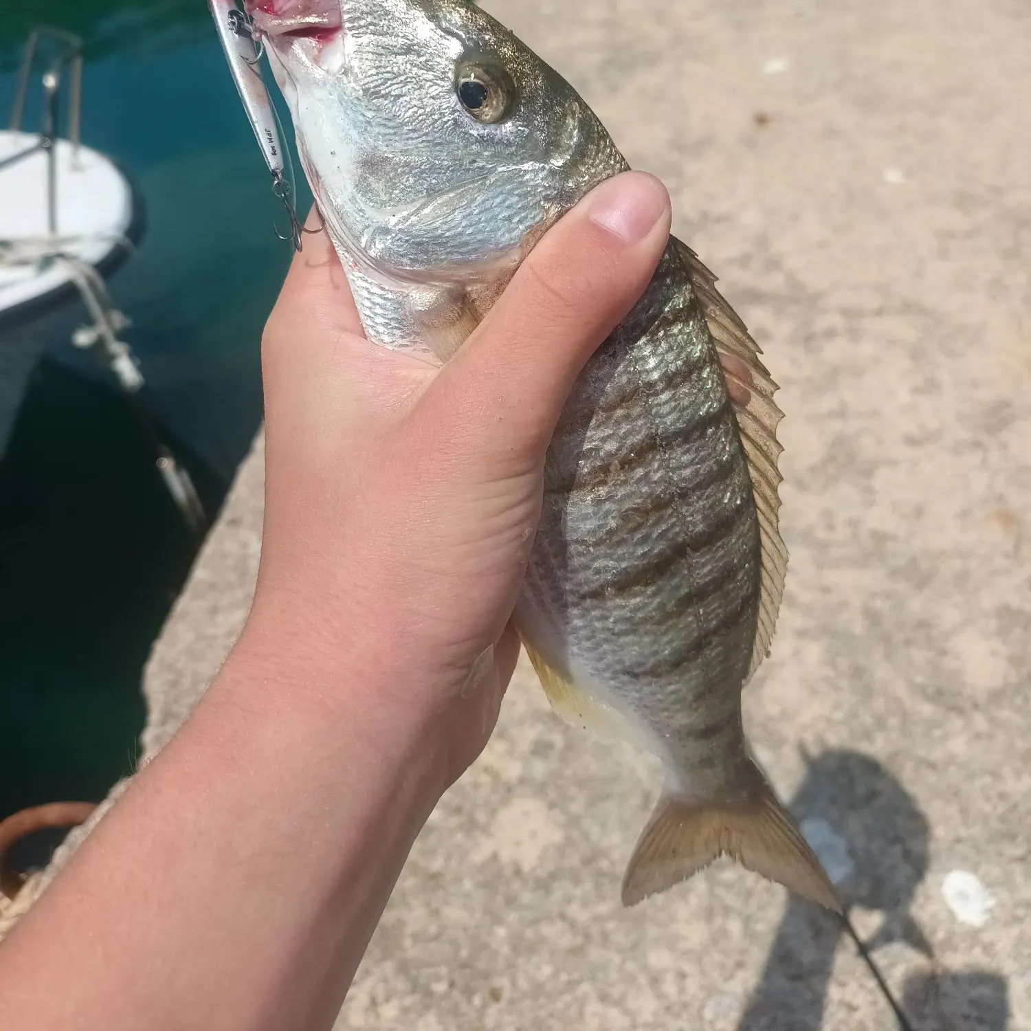 The most recent Striped seabream catches on Fishbrain