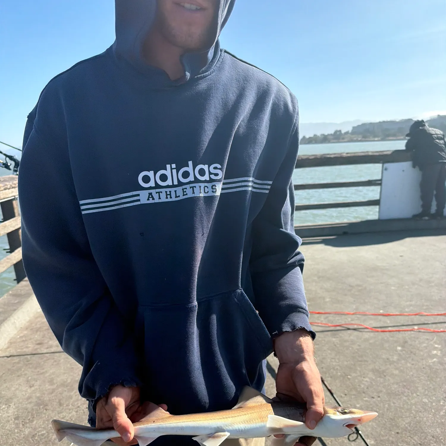 The most recent Brown smooth-hound catches on Fishbrain