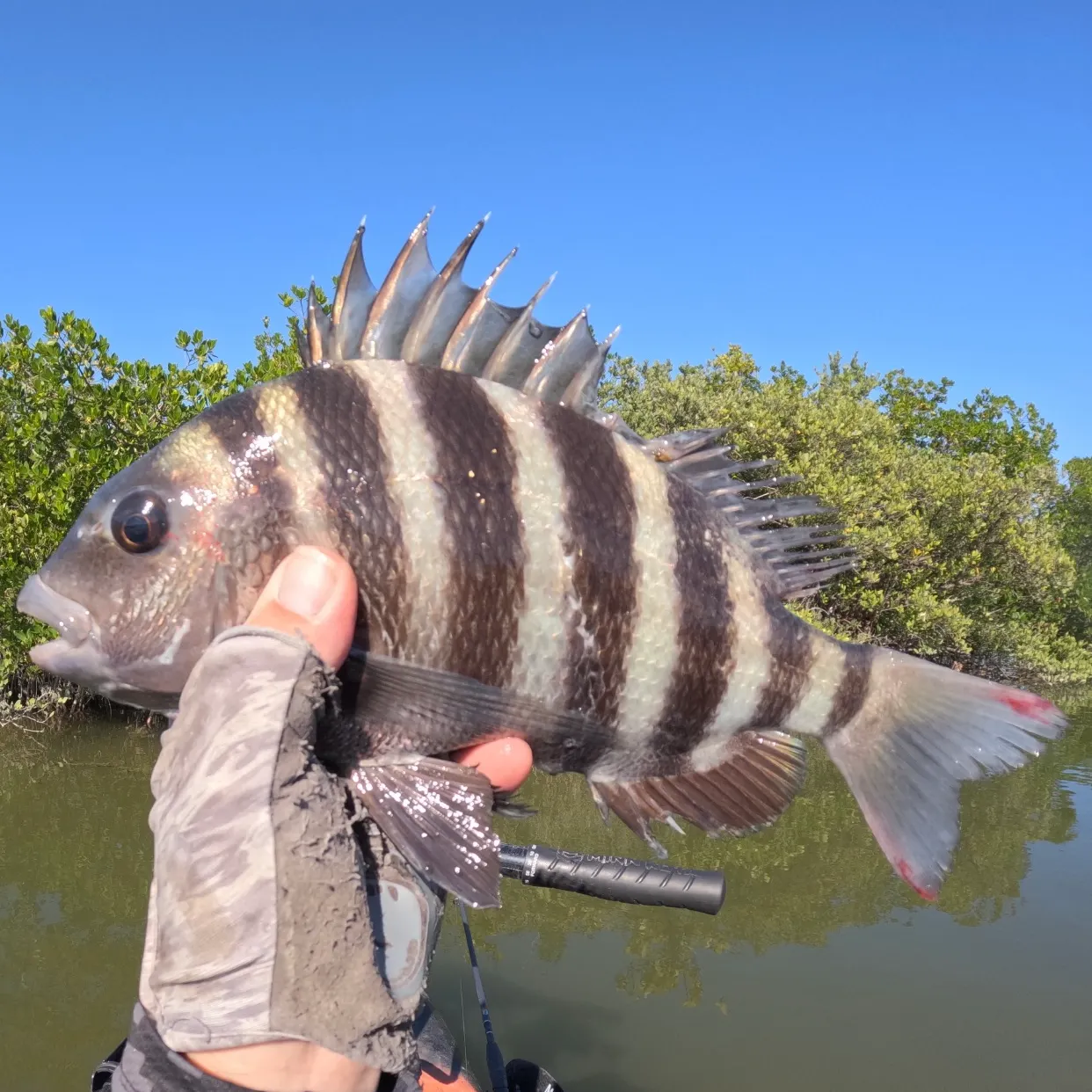 The most recent Sheepshead catches on Fishbrain
