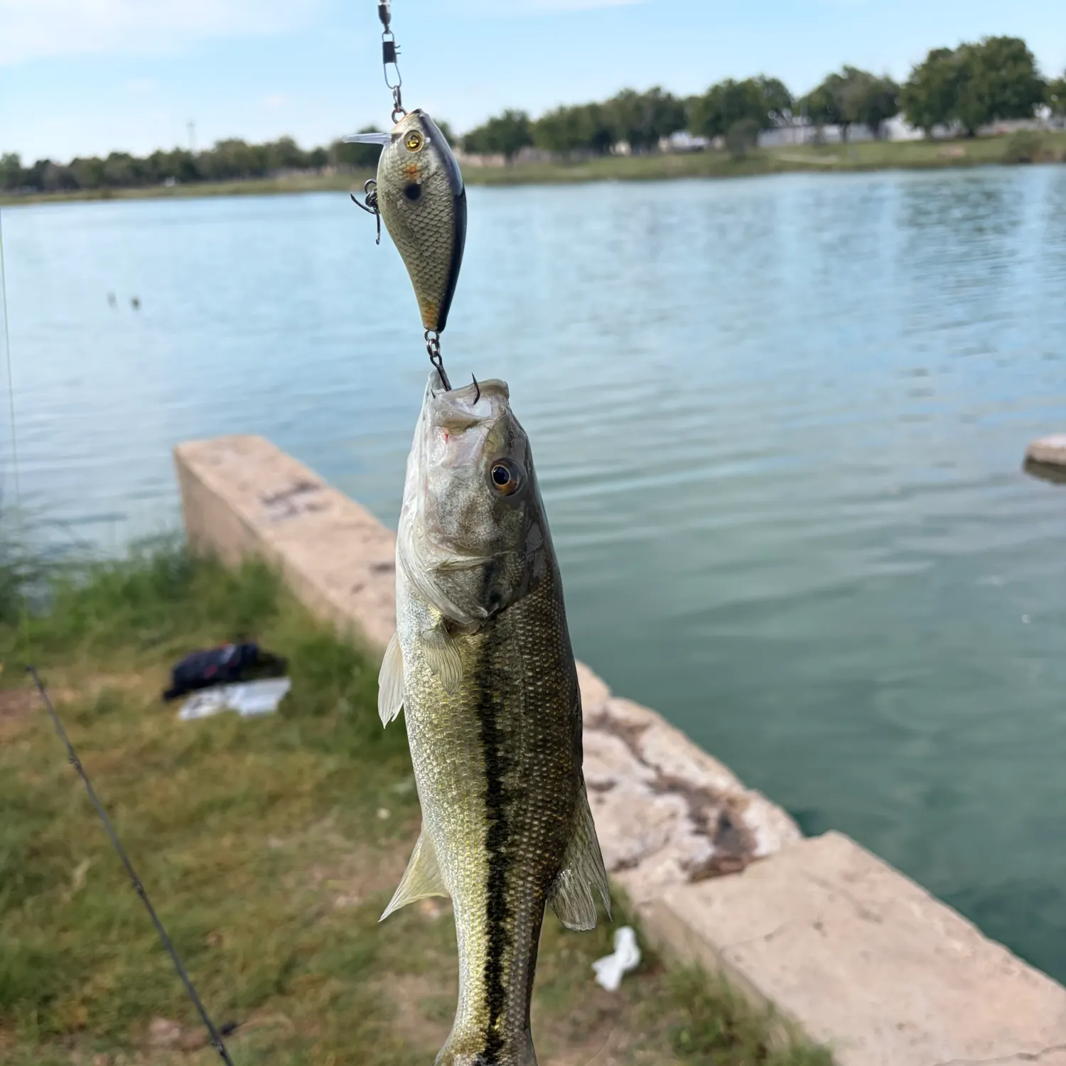 Spotted bass caught on Fishbrain