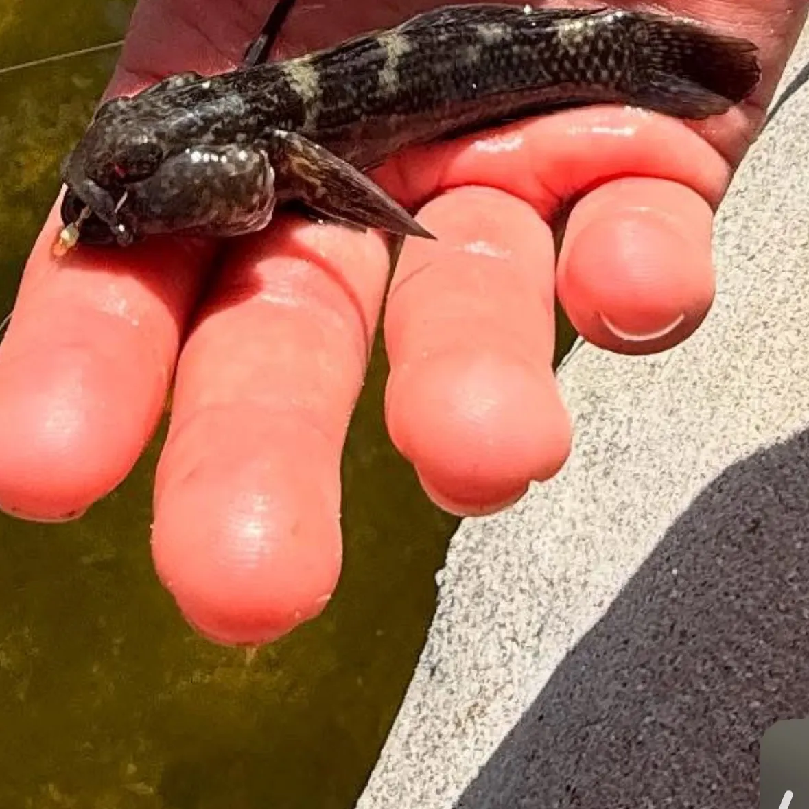 The most recent Frillfin goby catches on Fishbrain