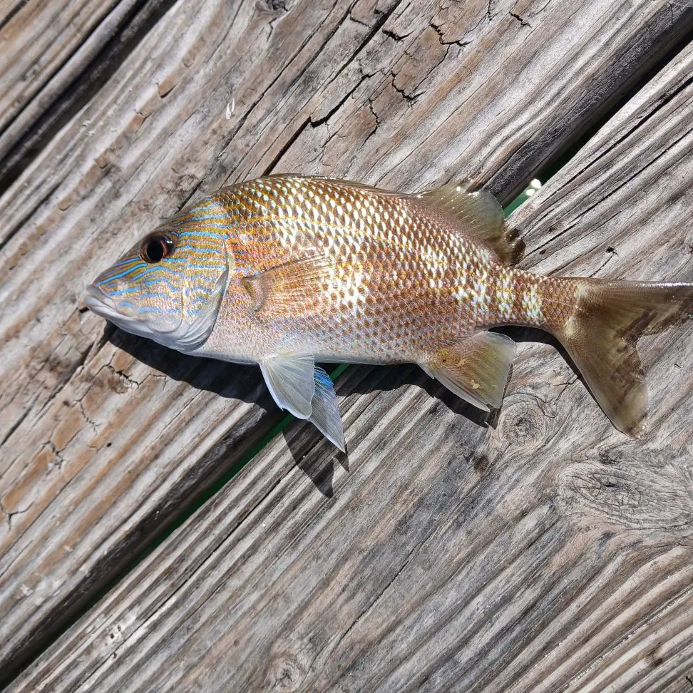 The most recent Mahogany snapper catches on Fishbrain