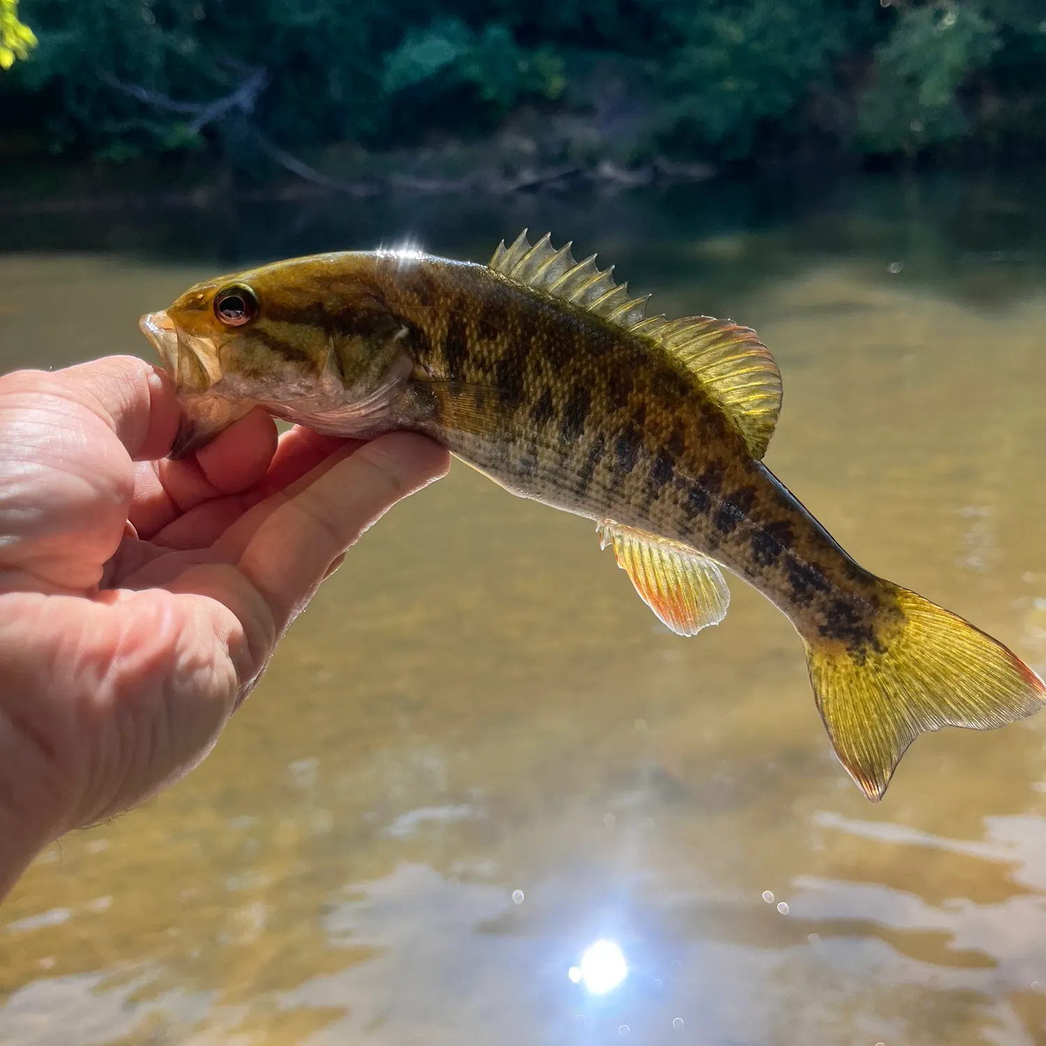 Bartram's bass caught on Fishbrain