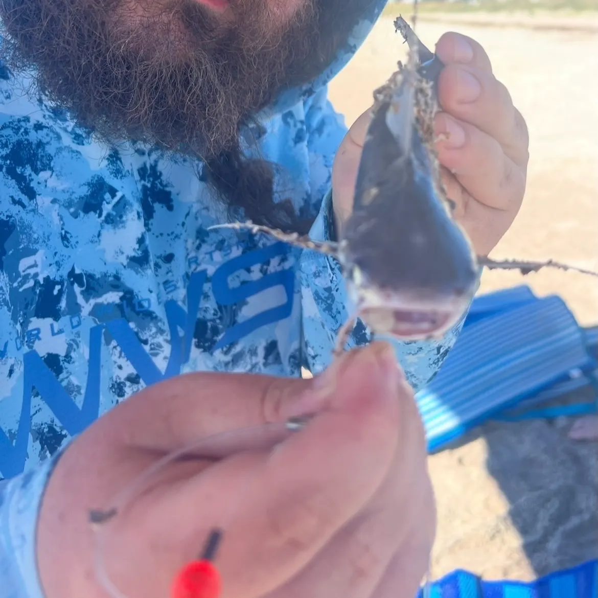 Hardhead sea catfish caught on Fishbrain