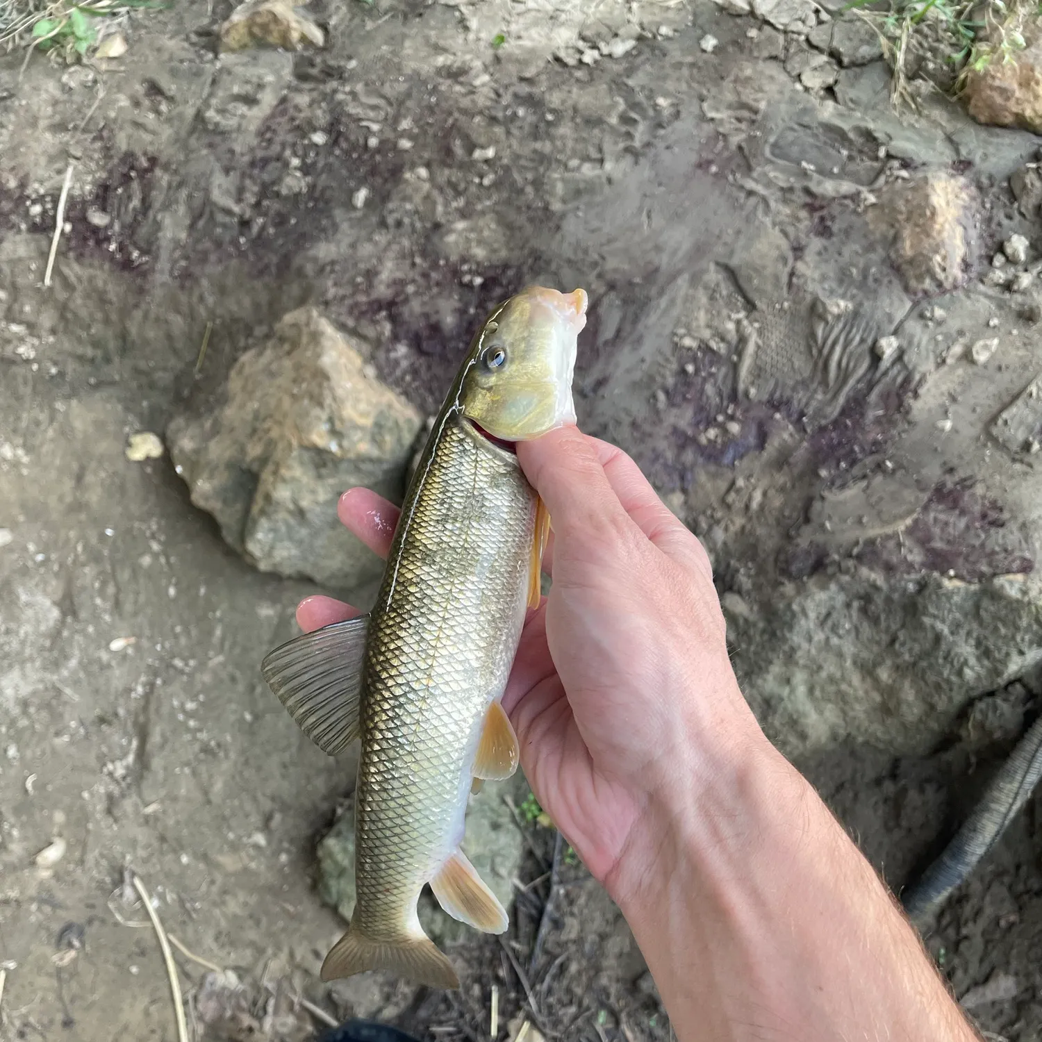 The most recent White sucker catches on Fishbrain