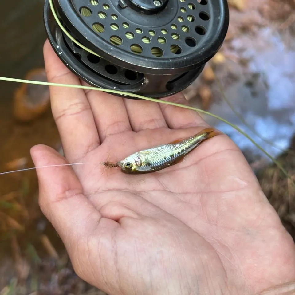The most recent Antioquia tetra catches on Fishbrain