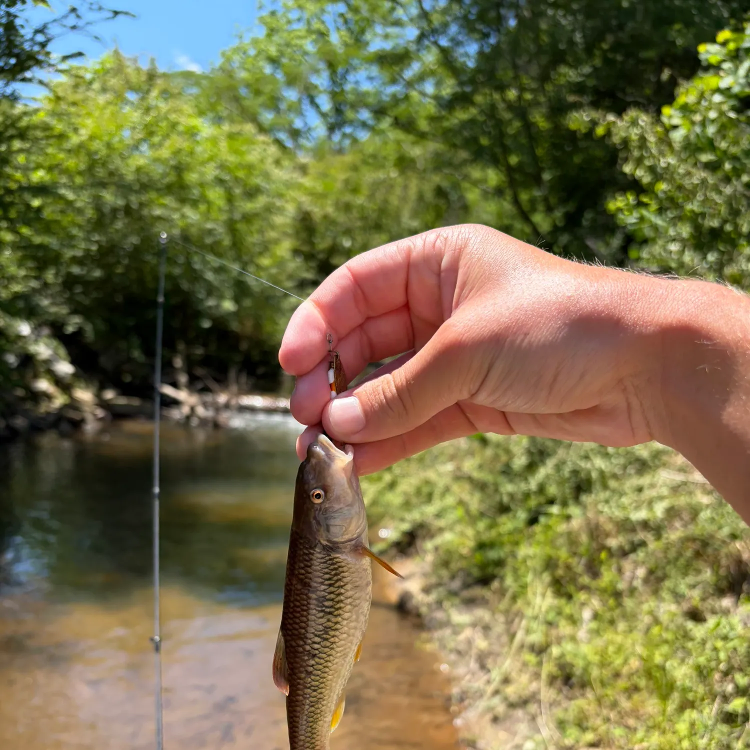 The most recent Bigmouth chub catches on Fishbrain