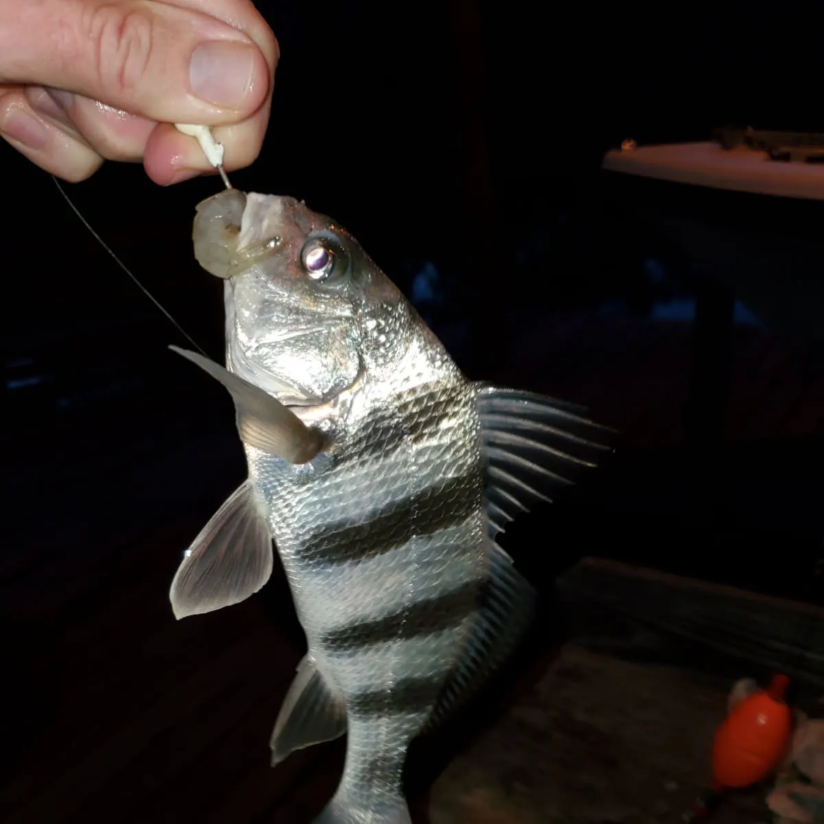 The most recent Black drum catches on Fishbrain