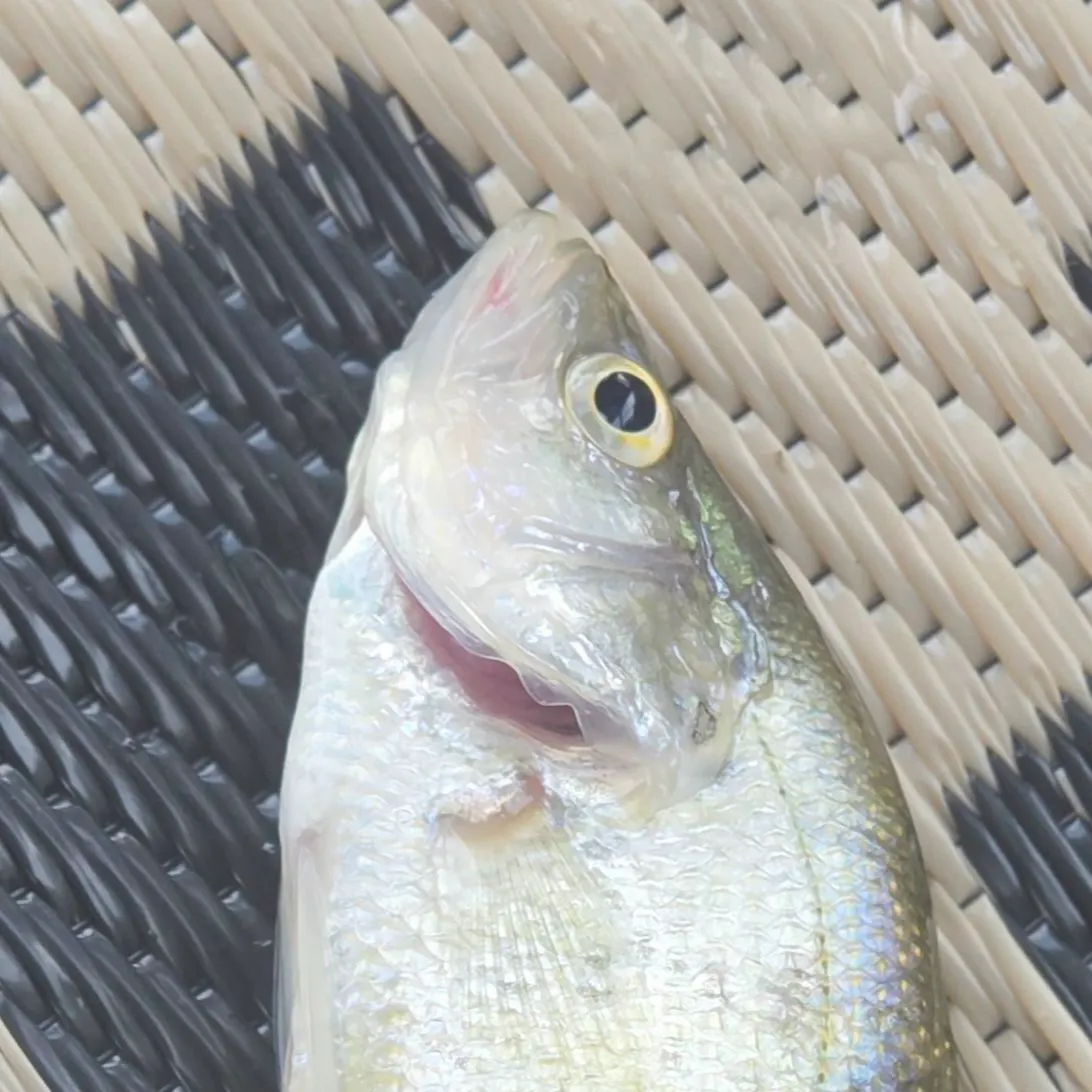 Fish caught on Fishbrain