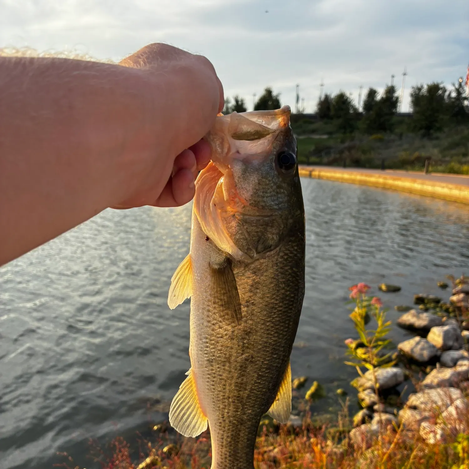 Largemouth bass caught on Fishbrain