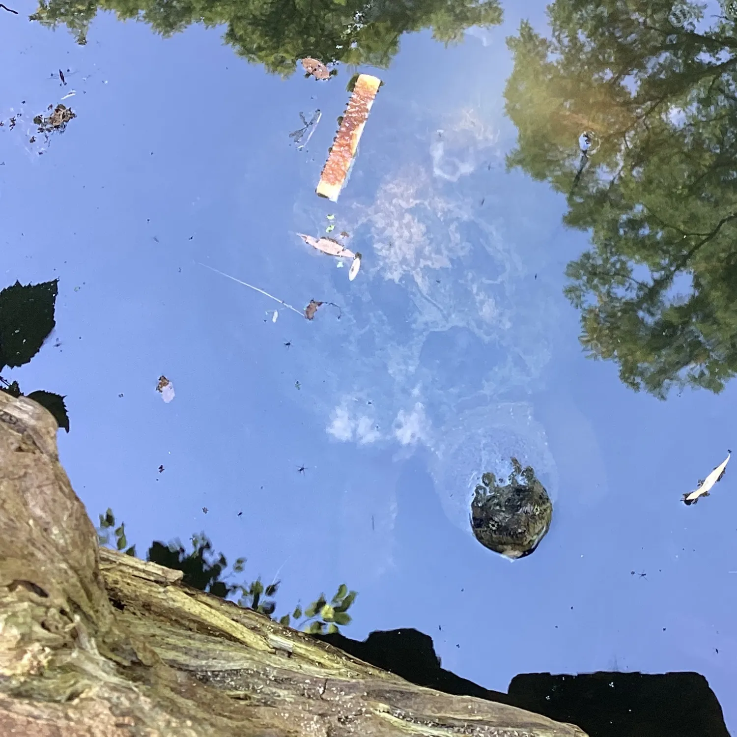 The most recent Alligator snapping turtle catches on Fishbrain