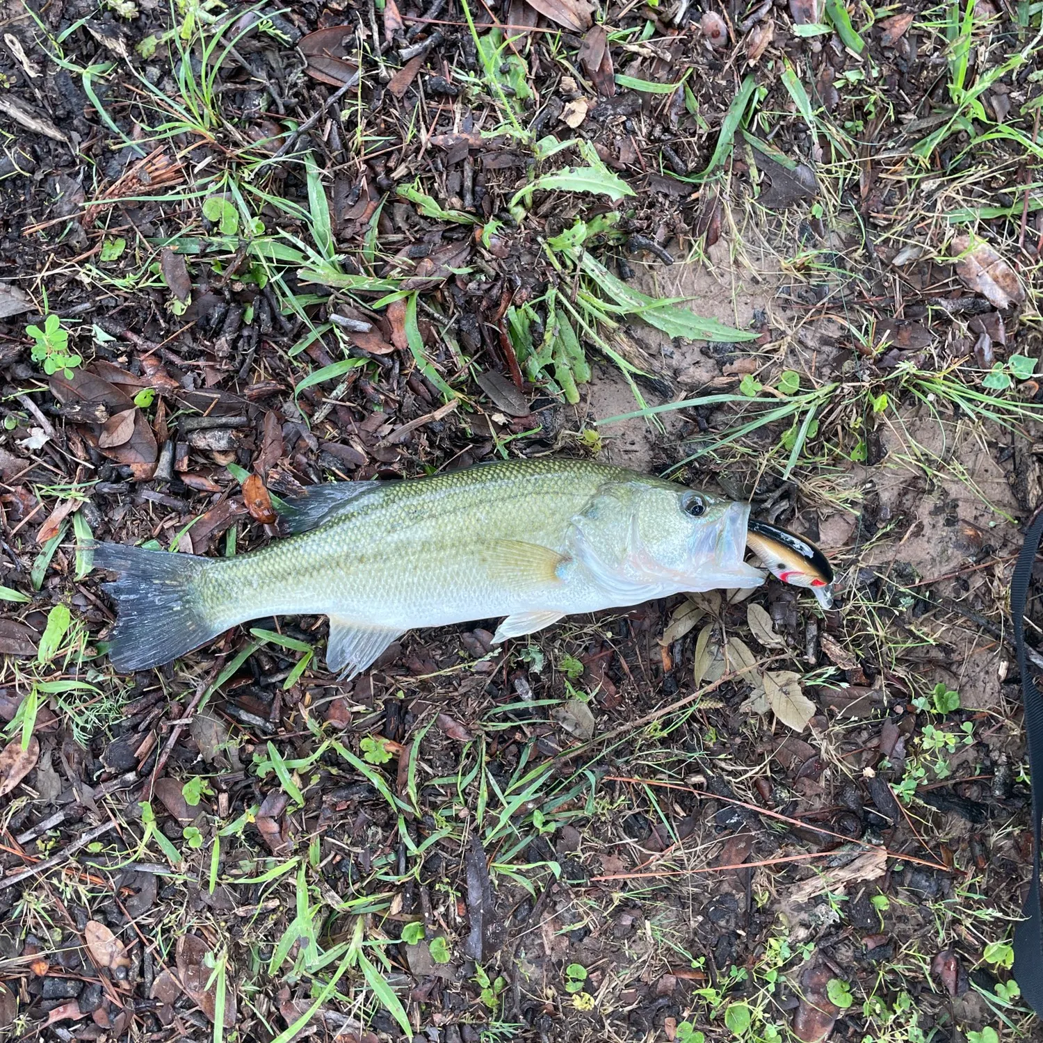 angler catch