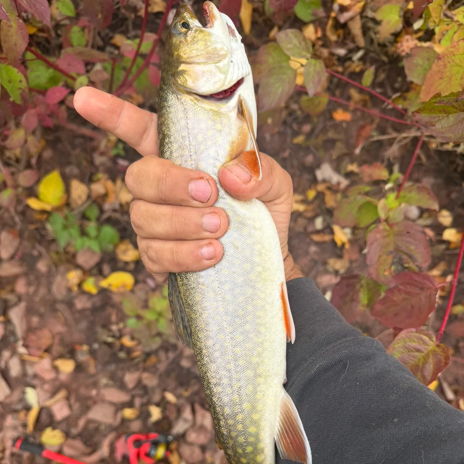 The most recent Splake catches on Fishbrain