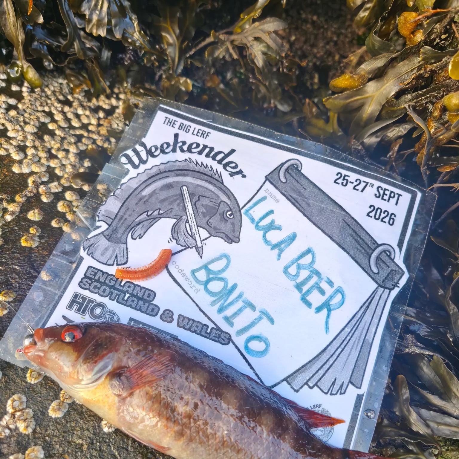 The most recent Goldsinny wrasse catches on Fishbrain