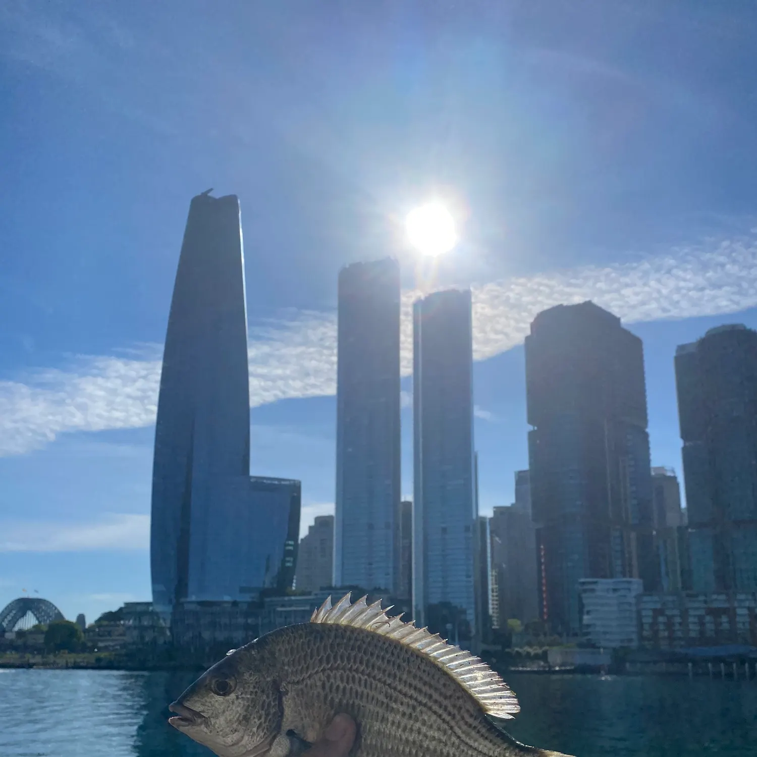 Surf bream caught on Fishbrain