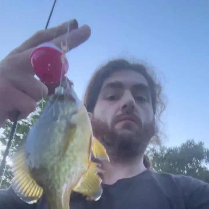 Pumpkinseed caught on Fishbrain