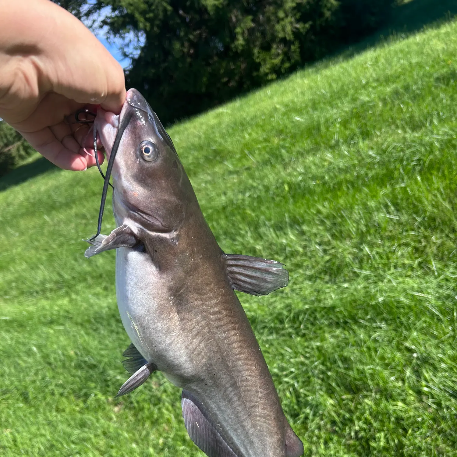 Channel catfish caught on Fishbrain