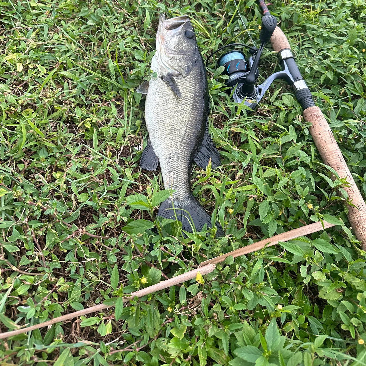 Largemouth bass caught on Fishbrain