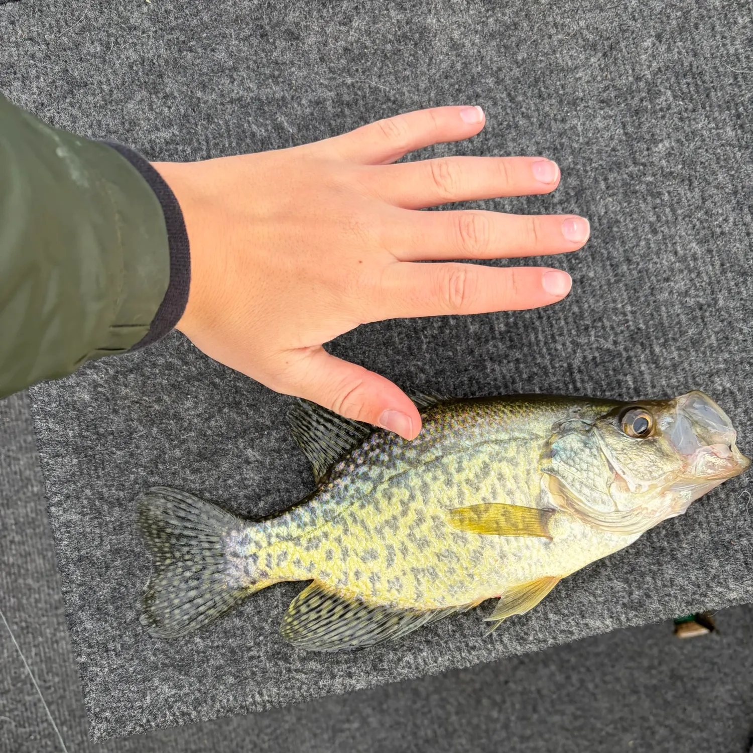 Black crappie caught on Fishbrain