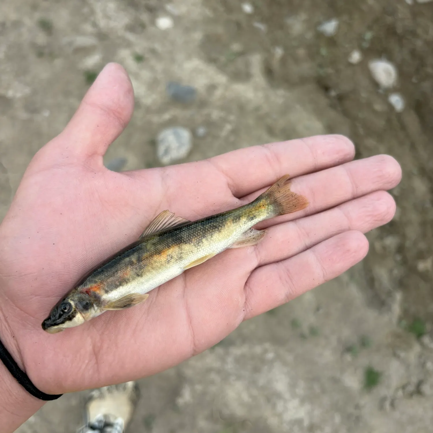 The most recent Longnose dace catches on Fishbrain