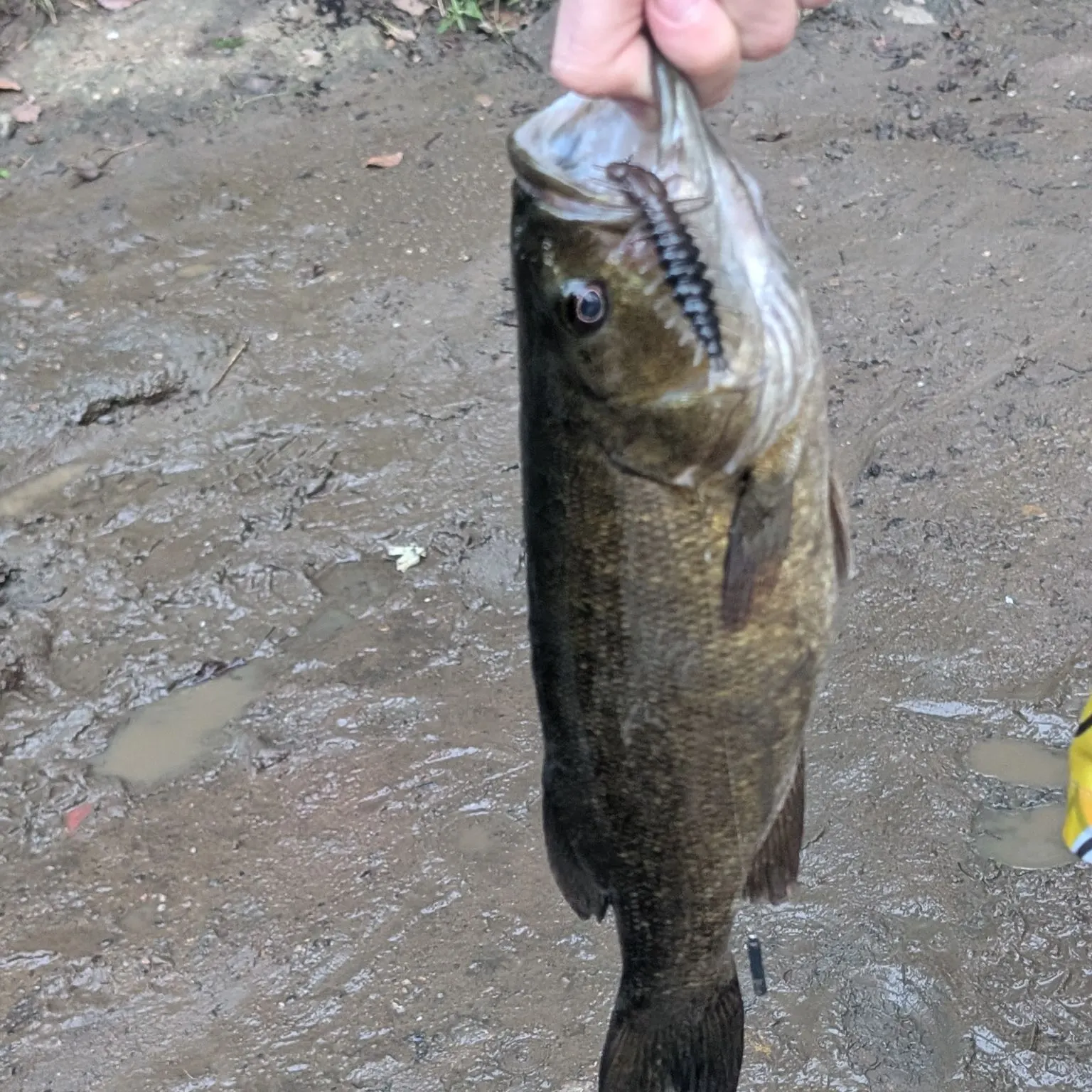 Smallmouth bass caught on Fishbrain