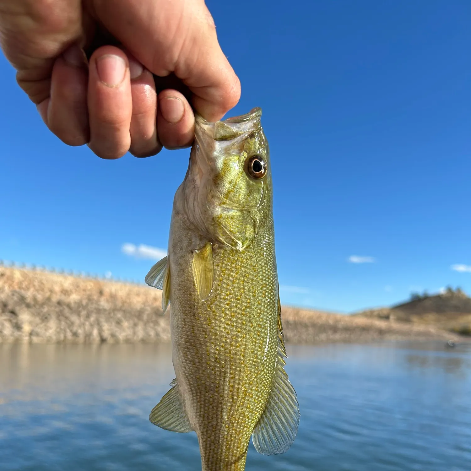 Smallmouth bass caught on Fishbrain