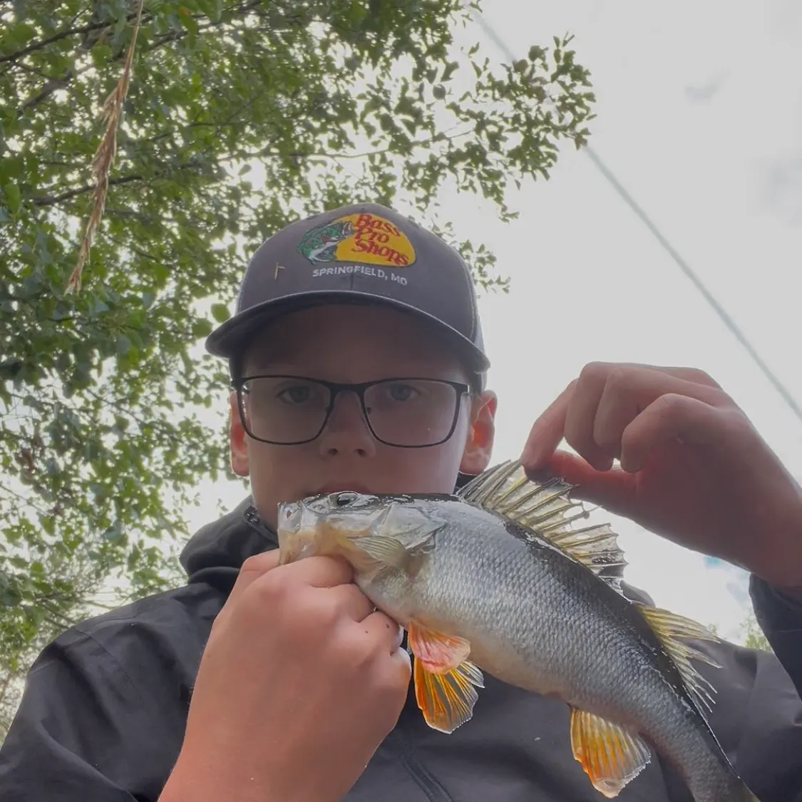 European perch caught on Fishbrain