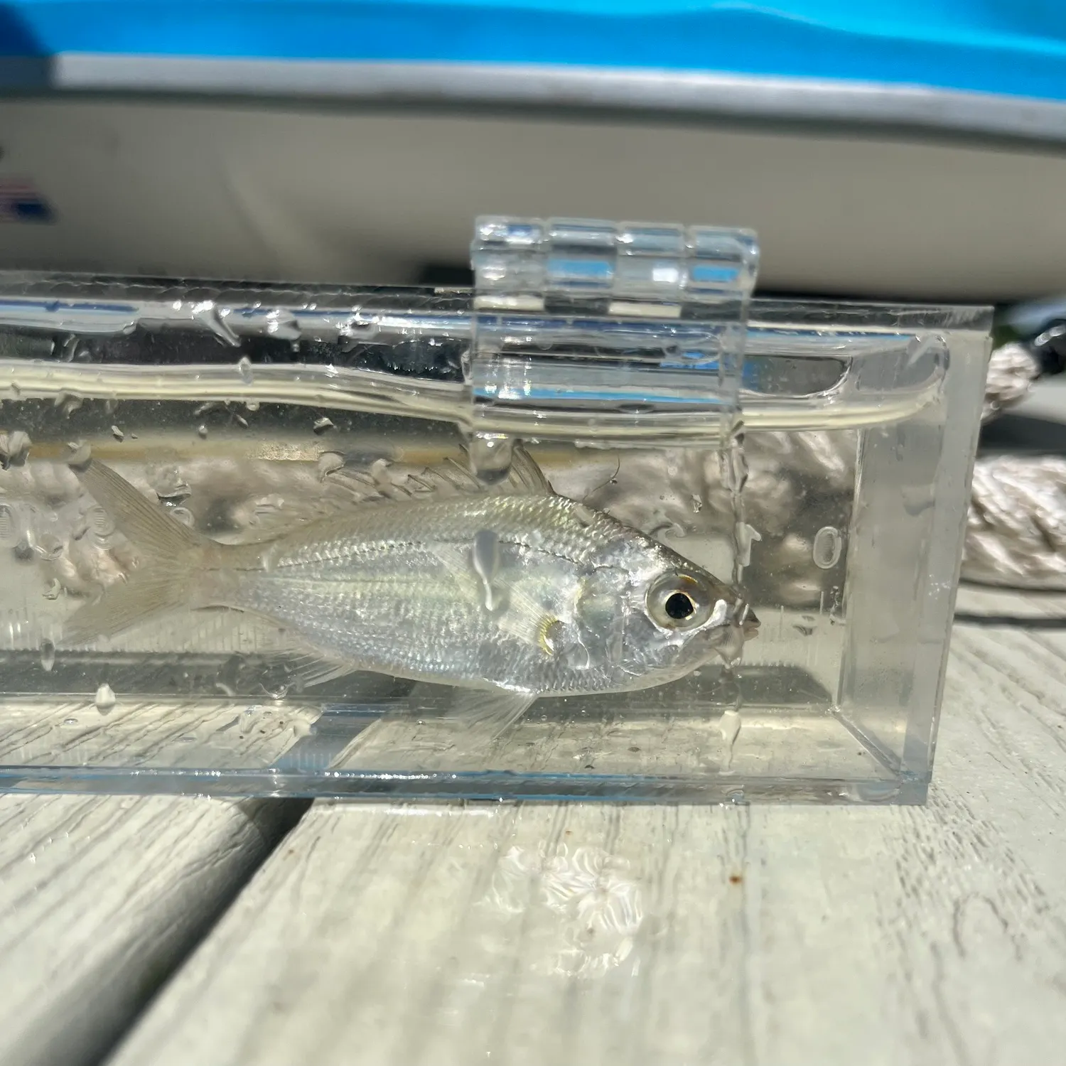 The most recent Tidewater mojarra catches on Fishbrain