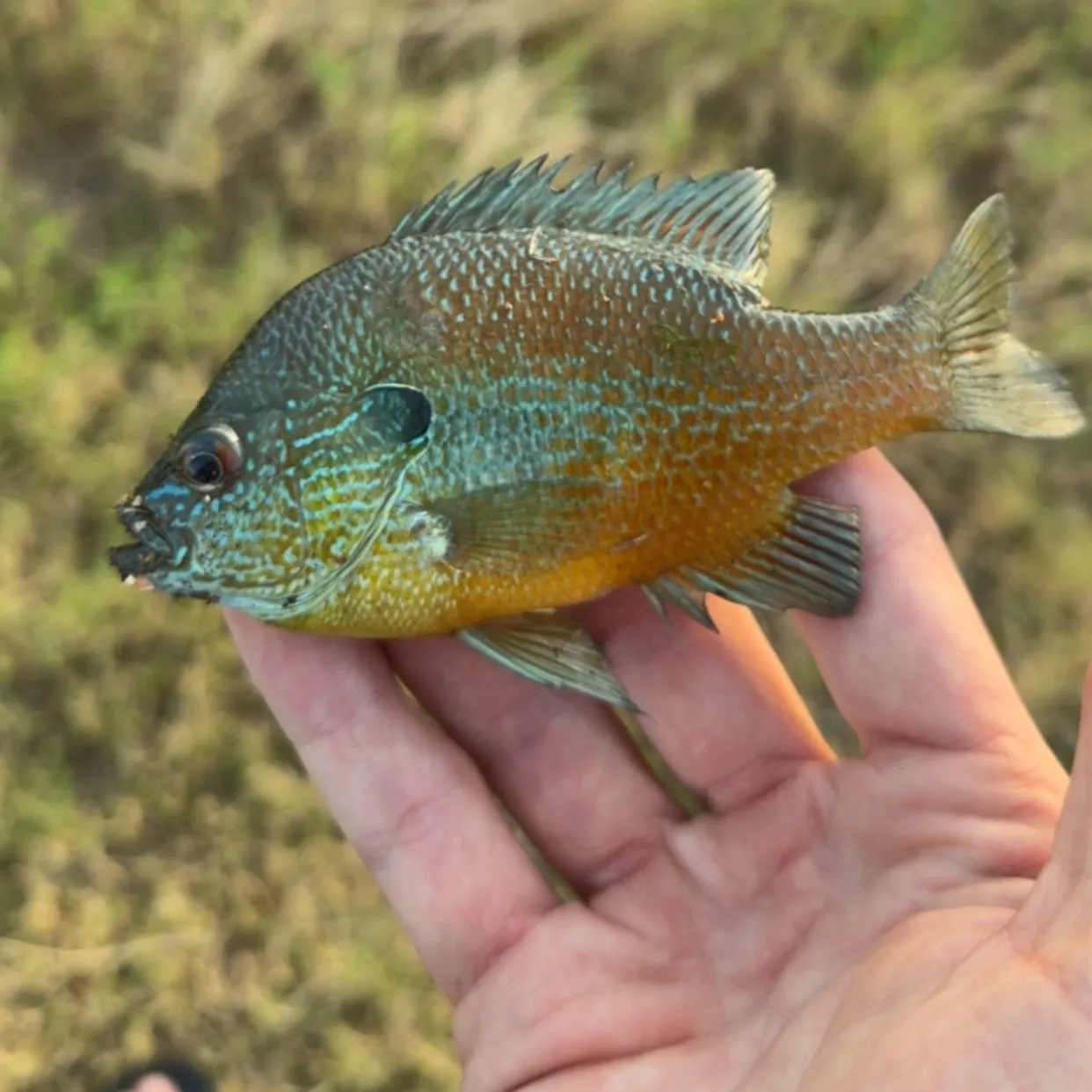 The most recent Plains longear sunfish catches on Fishbrain