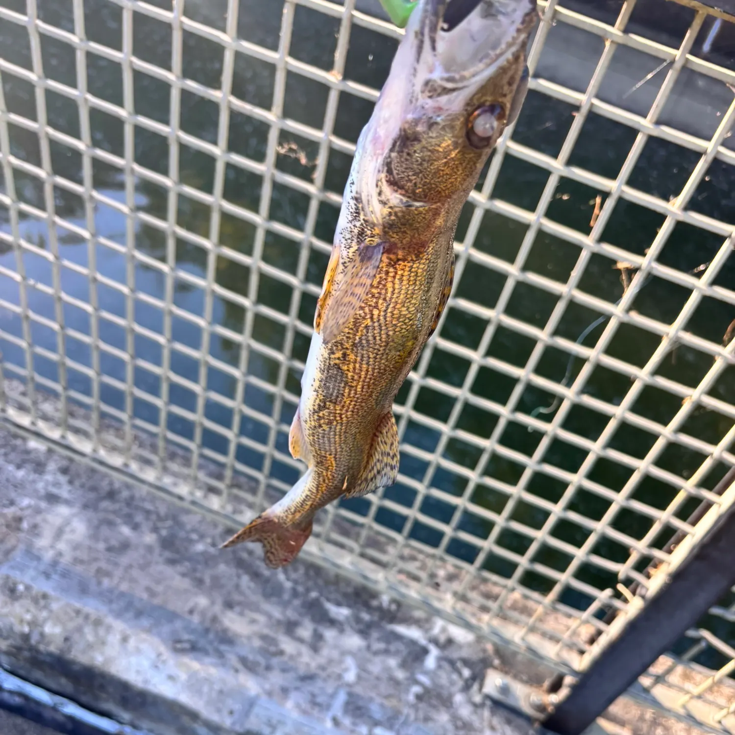 The most recent Saugeye catches on Fishbrain