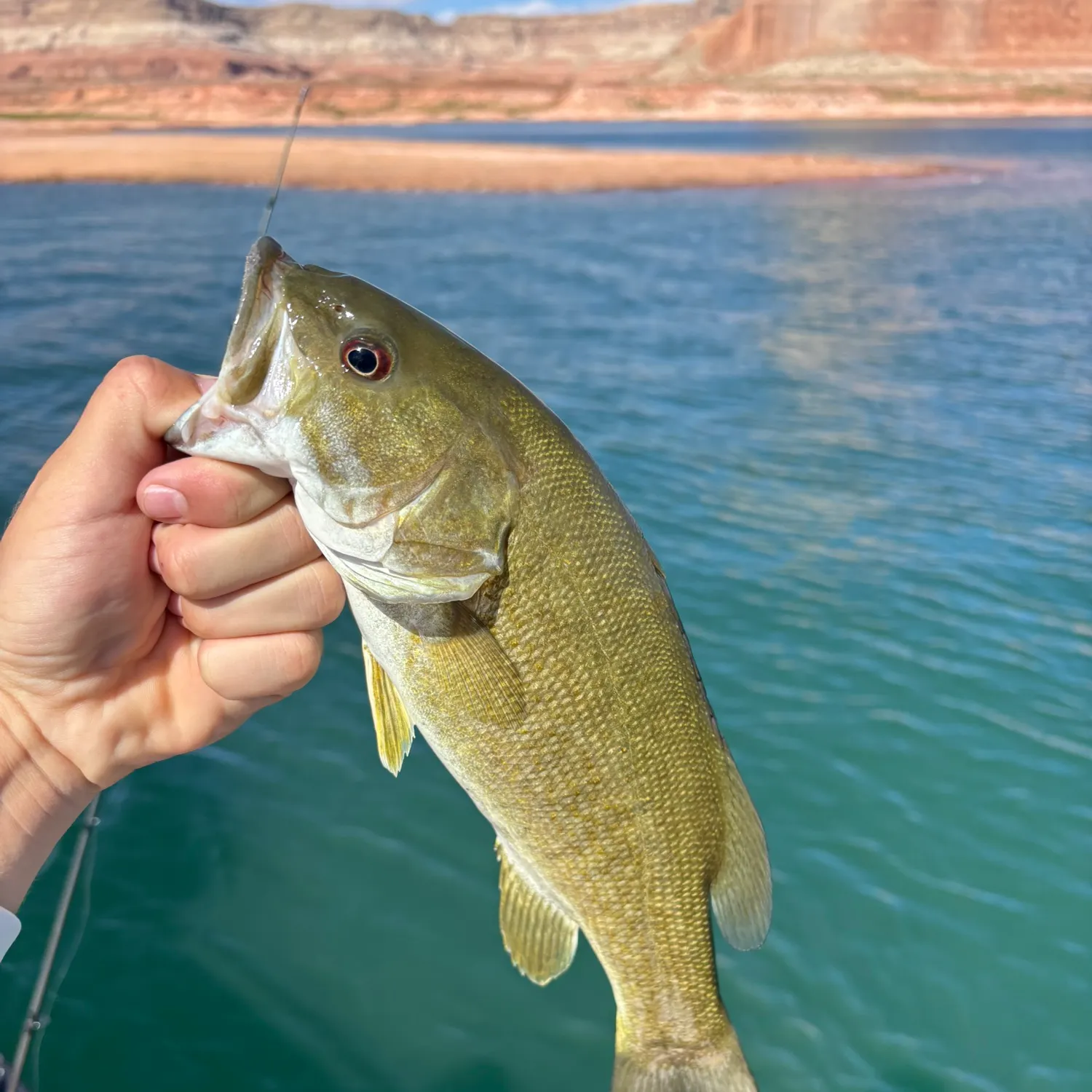 Smallmouth bass caught on Fishbrain