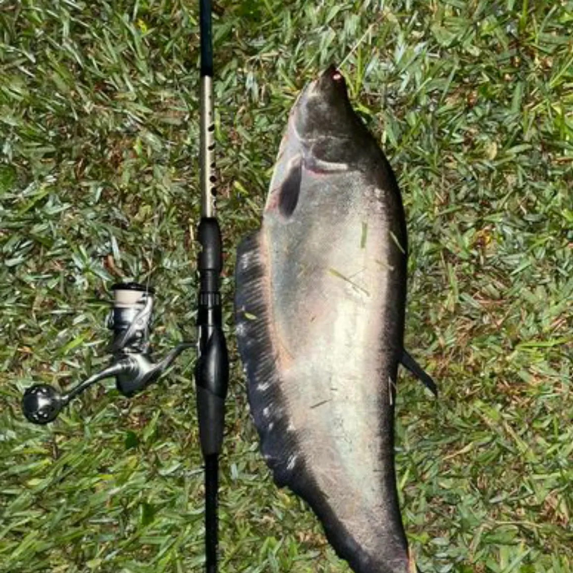 Clown knifefish caught on Fishbrain
