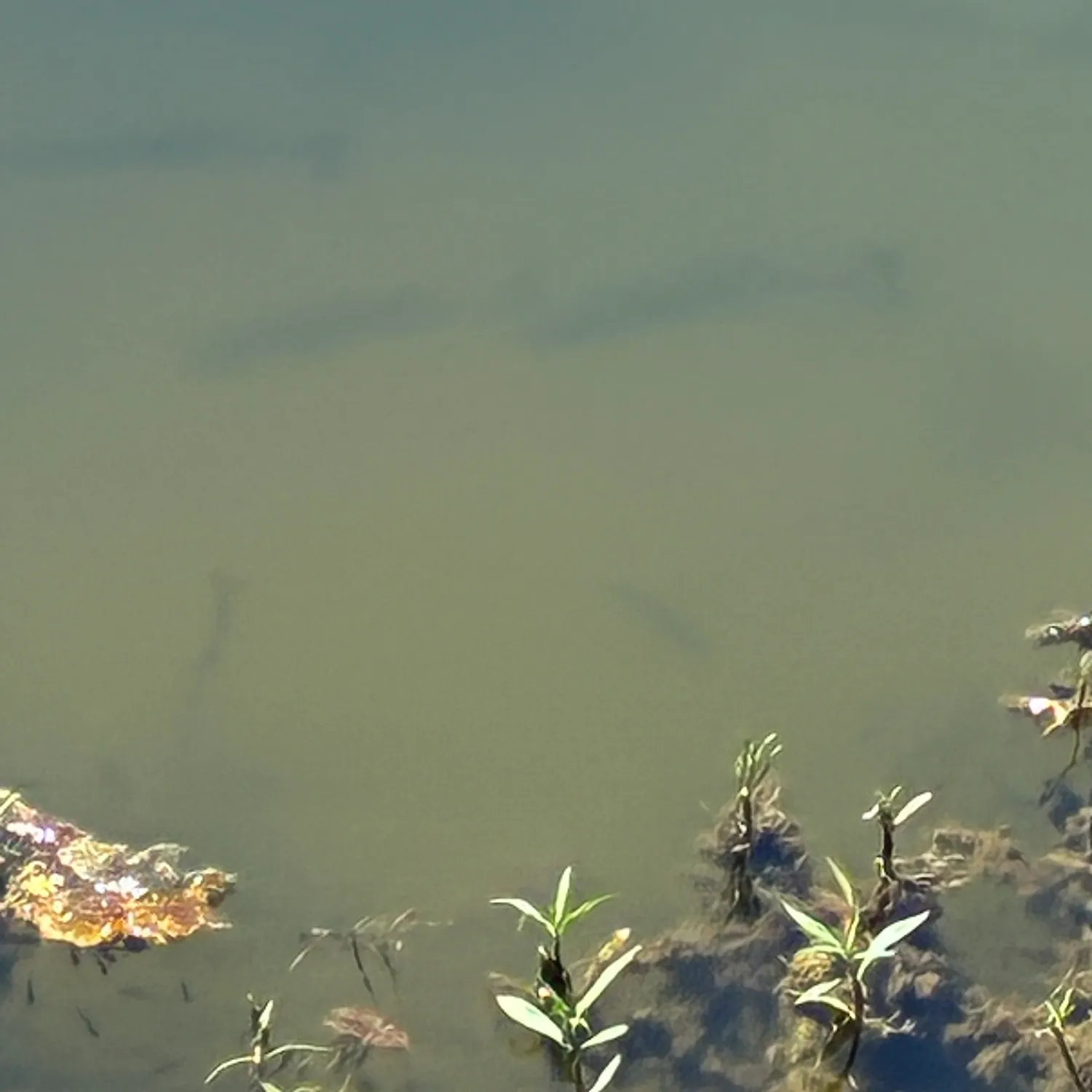 Fish caught on Fishbrain