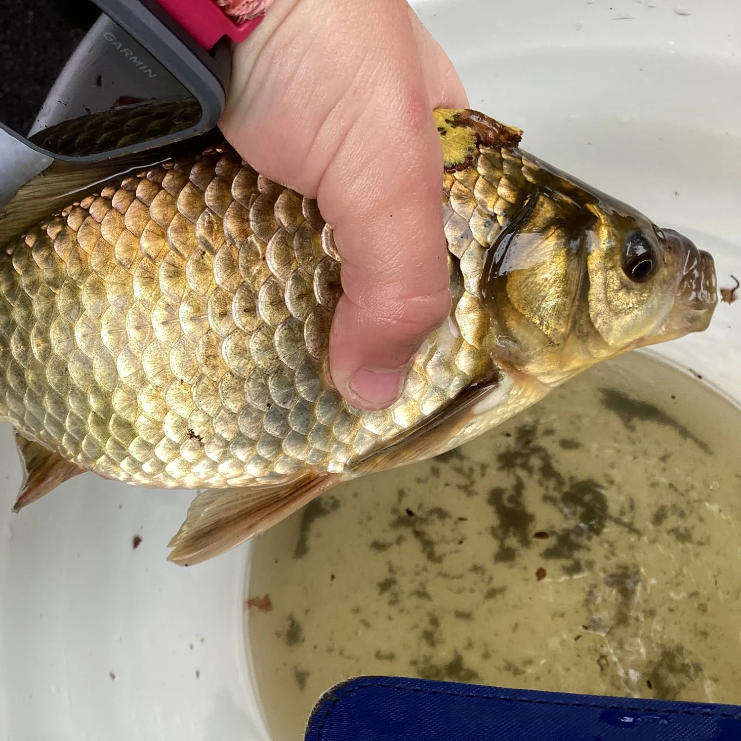 The most recent Trahira catches on Fishbrain