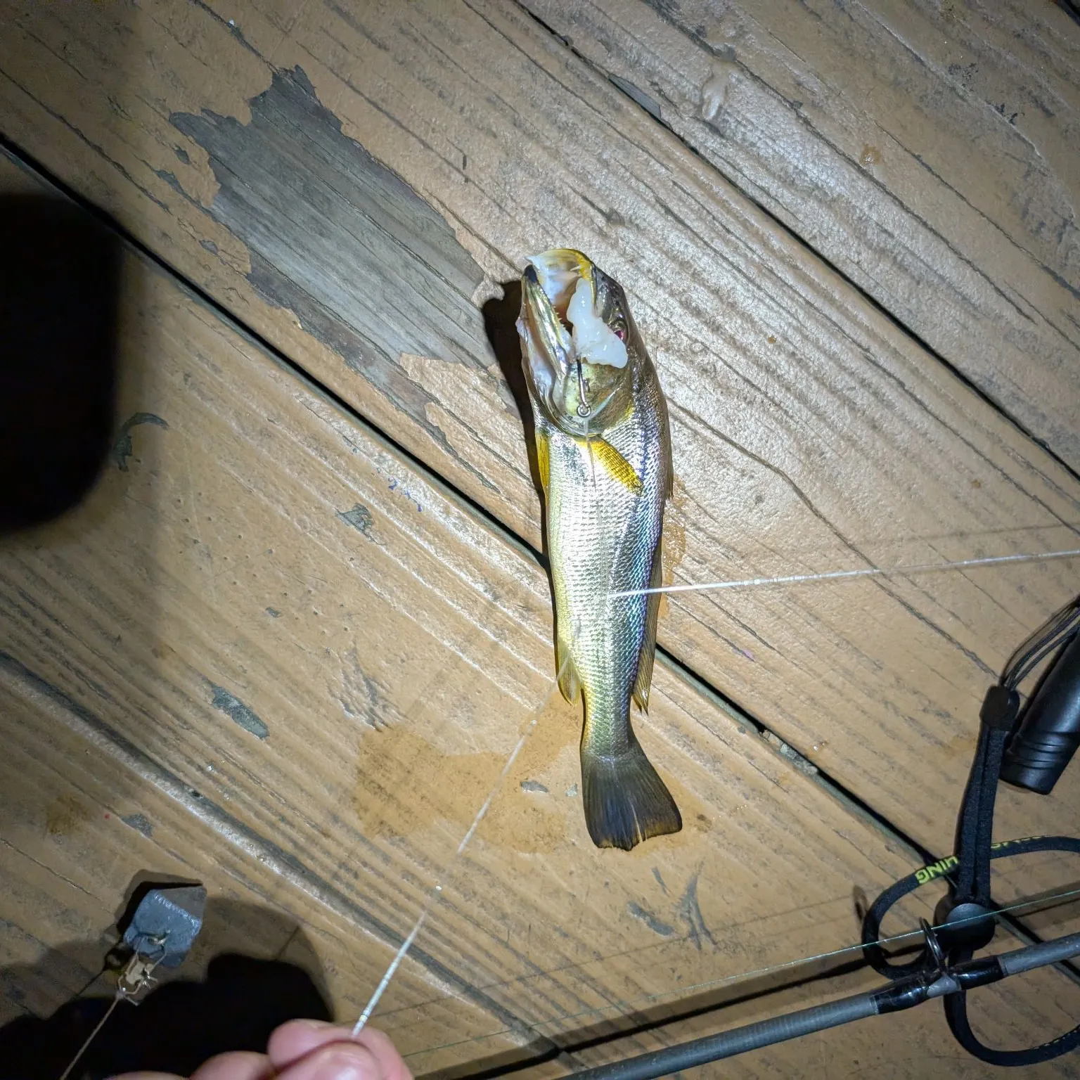 The most recent Sand seatrout catches on Fishbrain