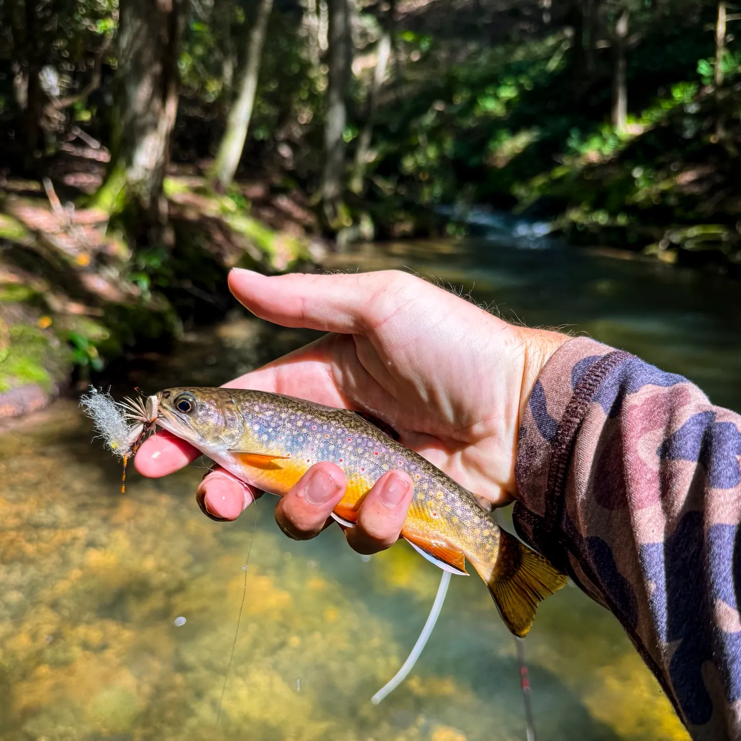 Brook trout caught on Fishbrain
