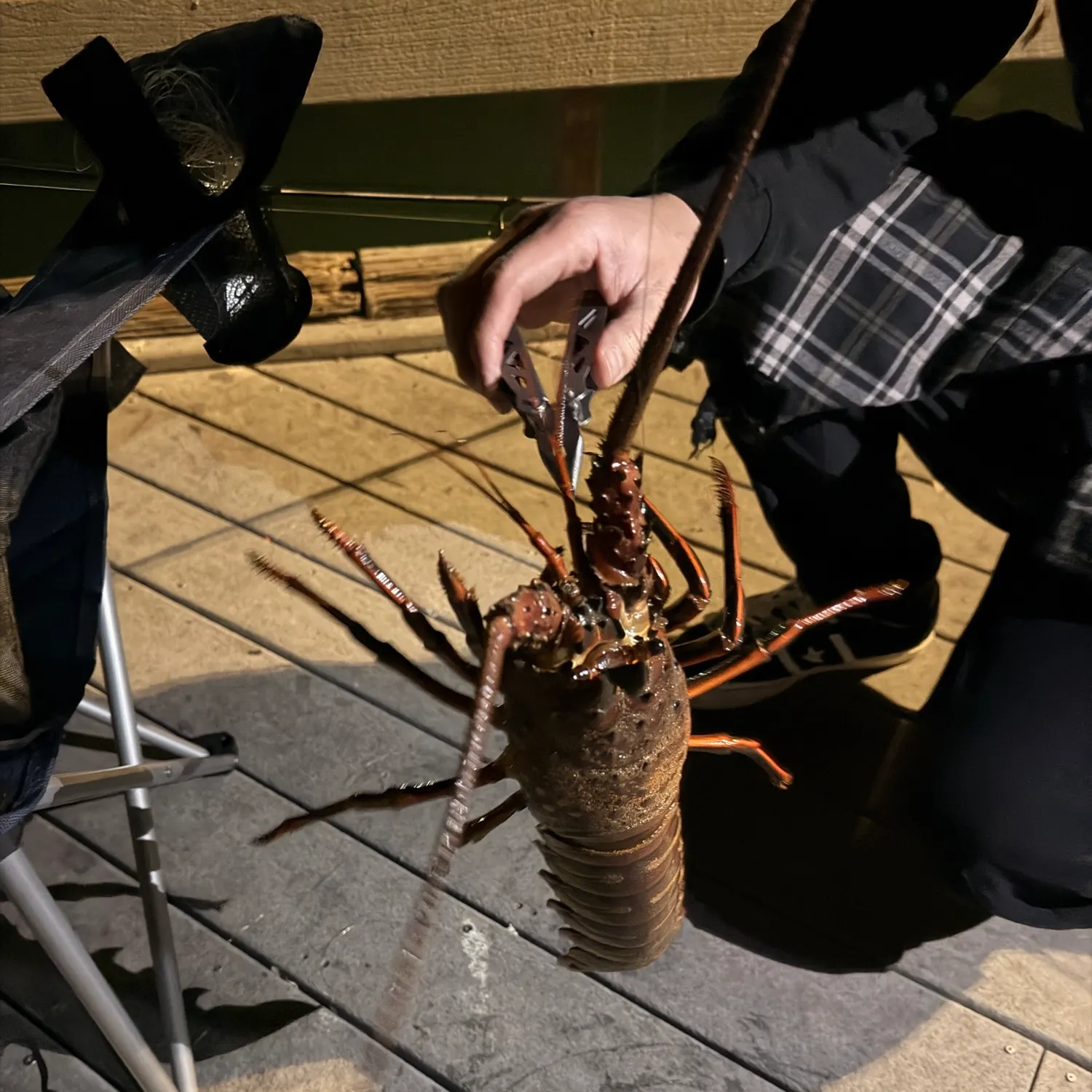 The most recent California spiny lobster catches on Fishbrain