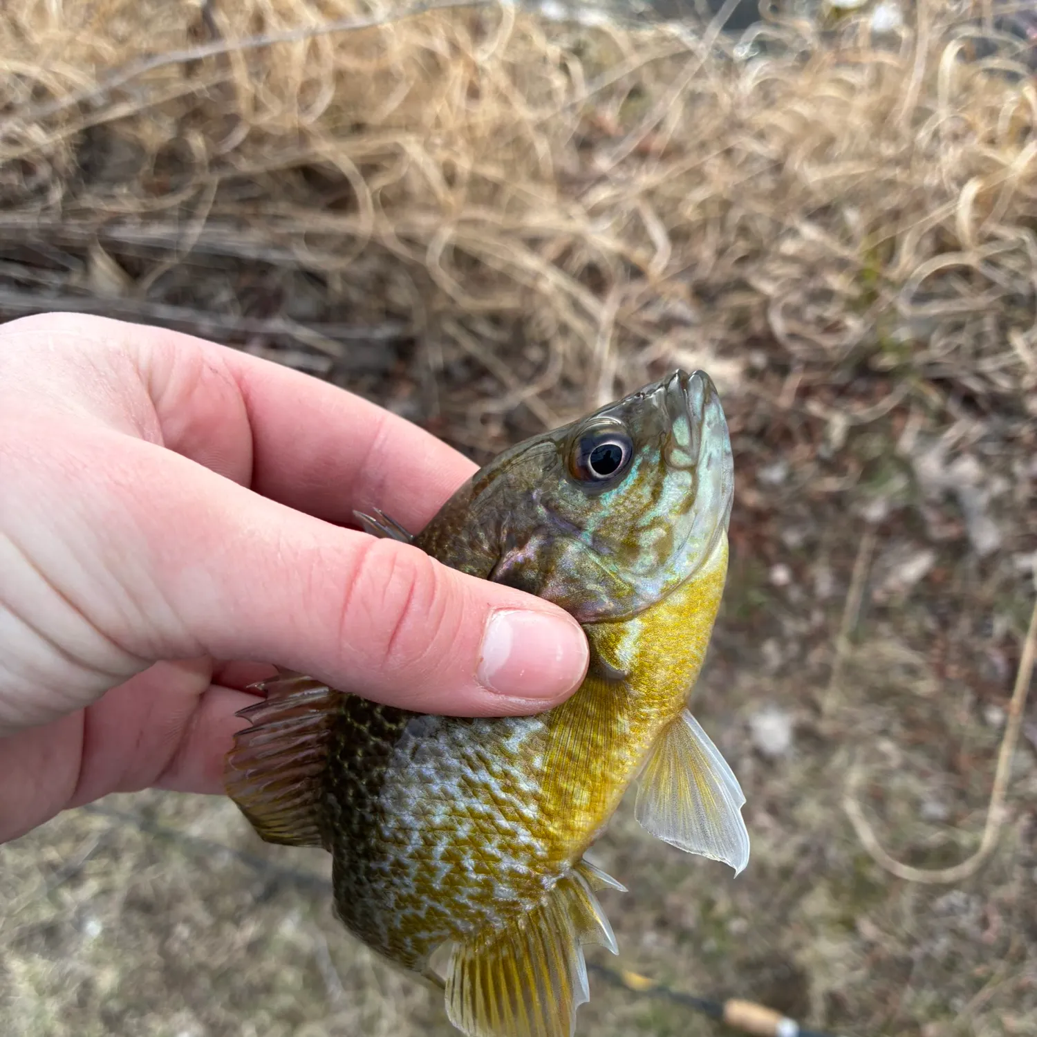 The most recent Greengill hybrid catches on Fishbrain