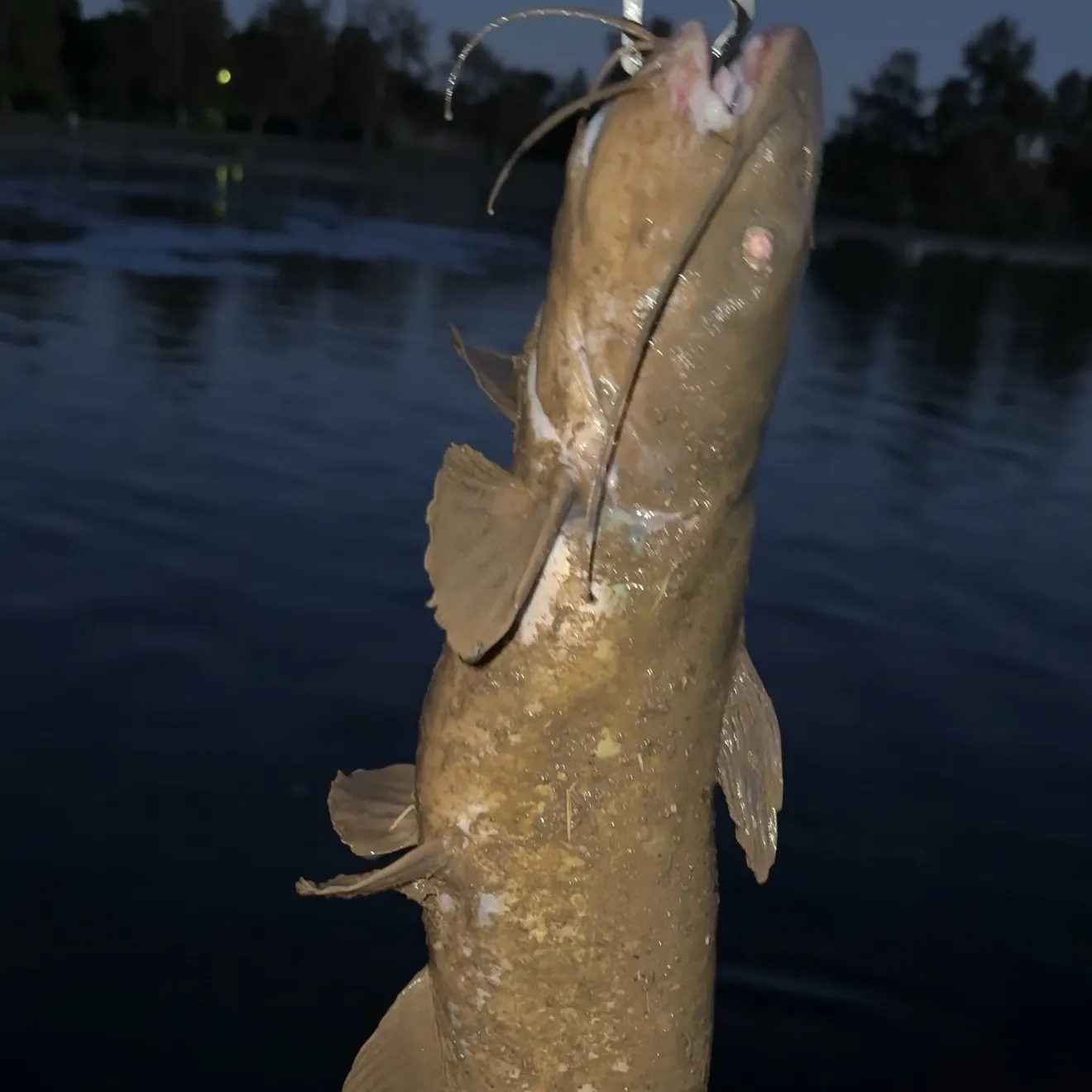 Channel catfish caught on Fishbrain