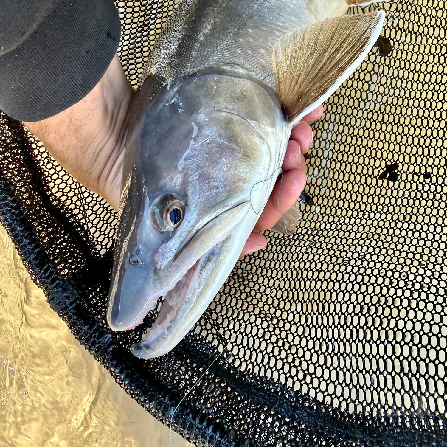 The most recent Bull trout catches on Fishbrain