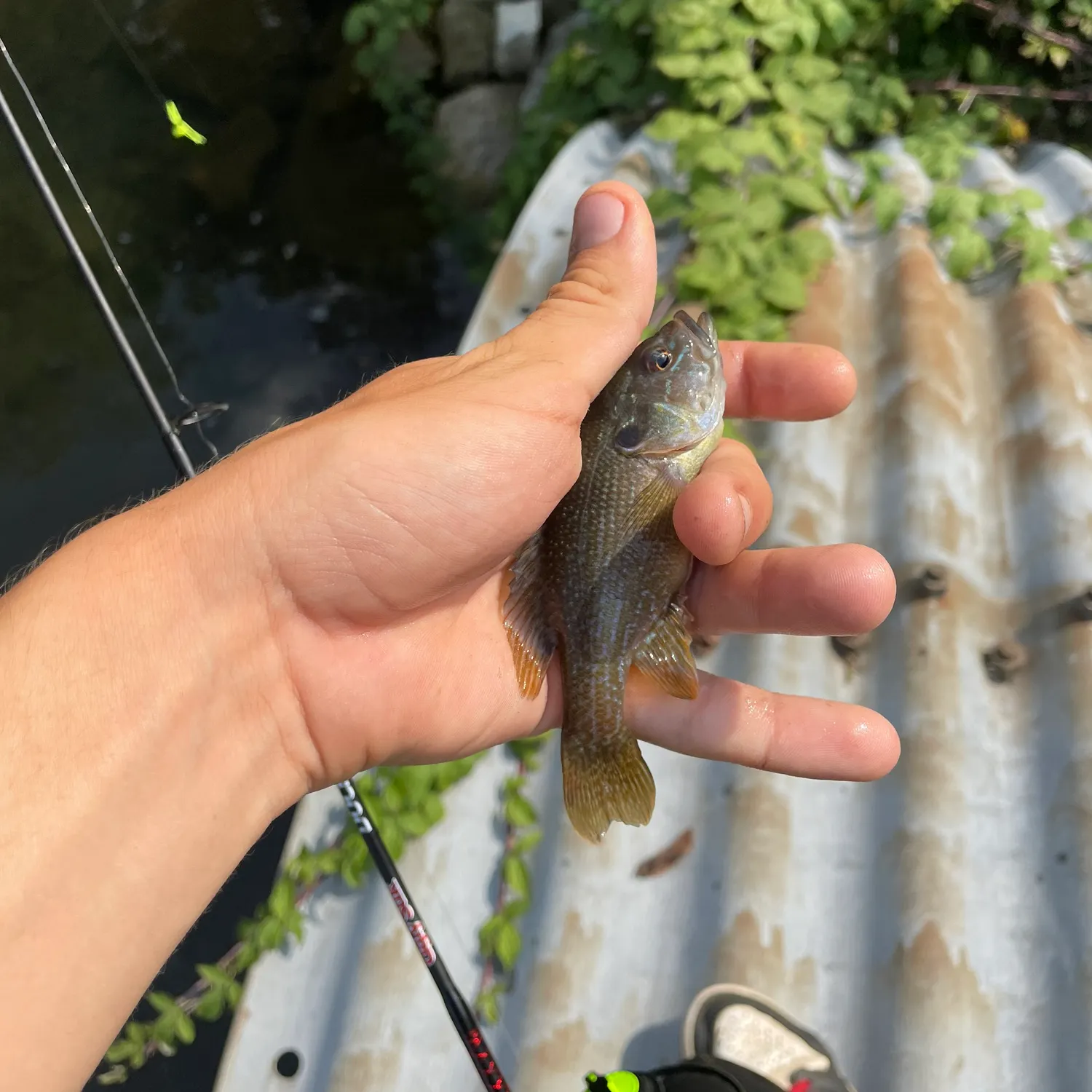 Green sunfish caught on Fishbrain