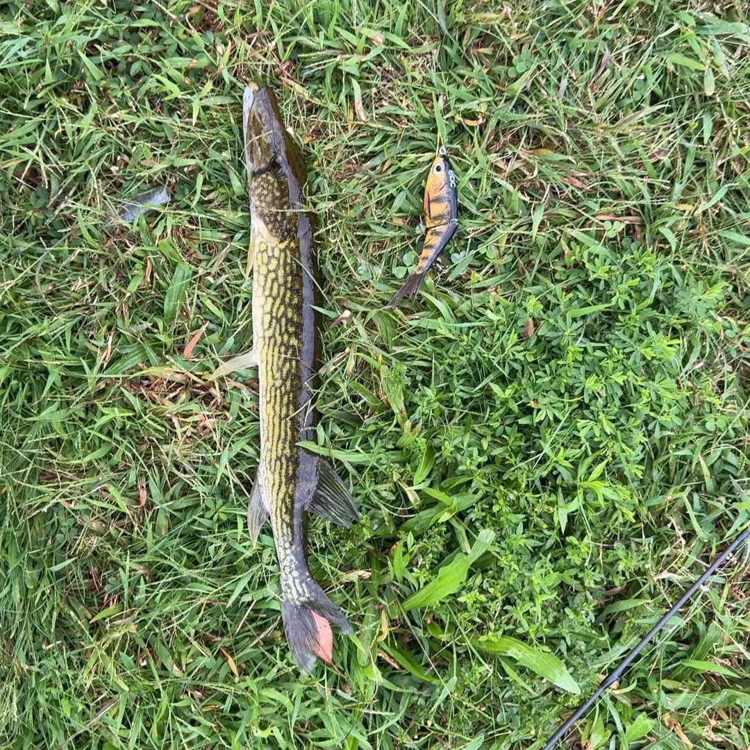 Chain pickerel caught on Fishbrain