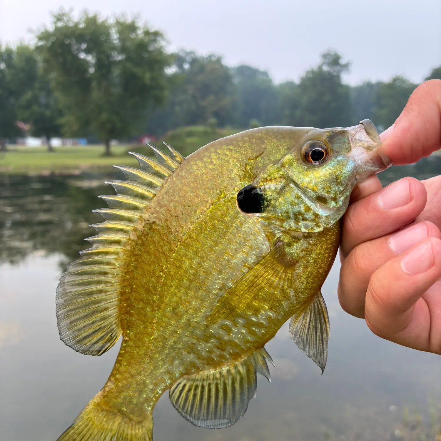 Redear x bluegill caught on Fishbrain