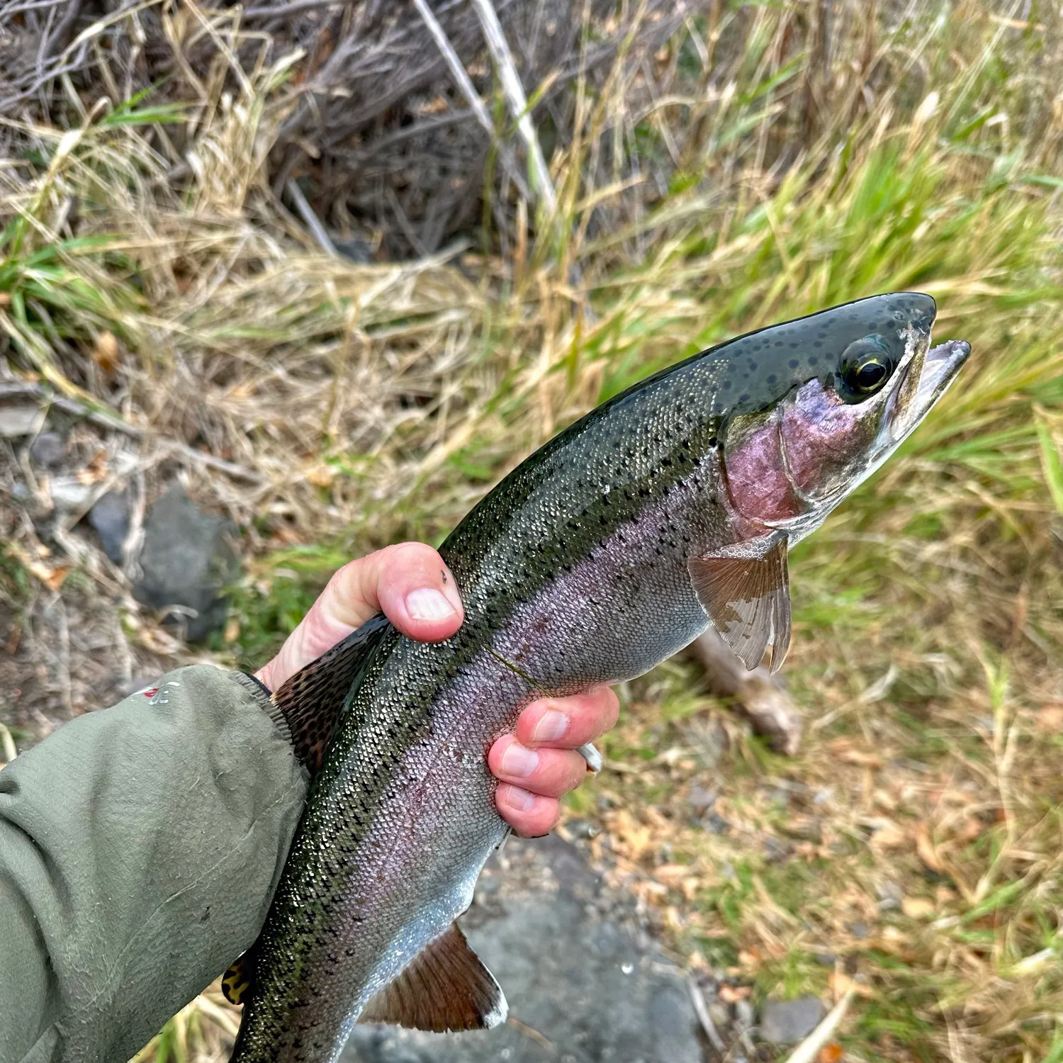 Rainbow trout caught on Fishbrain