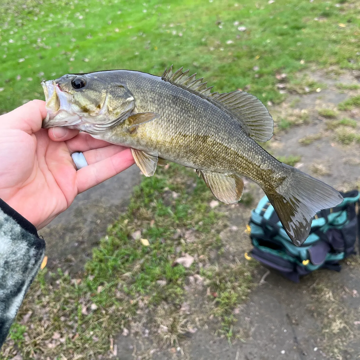 Smallmouth bass caught on Fishbrain