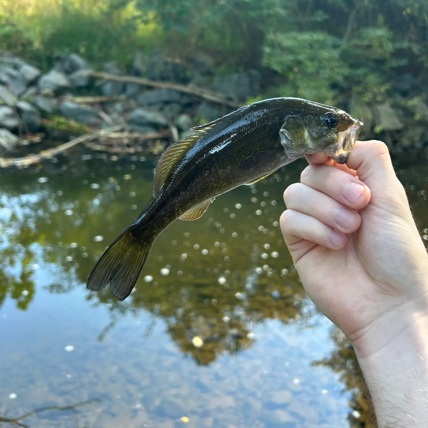 Smallmouth bass caught on Fishbrain
