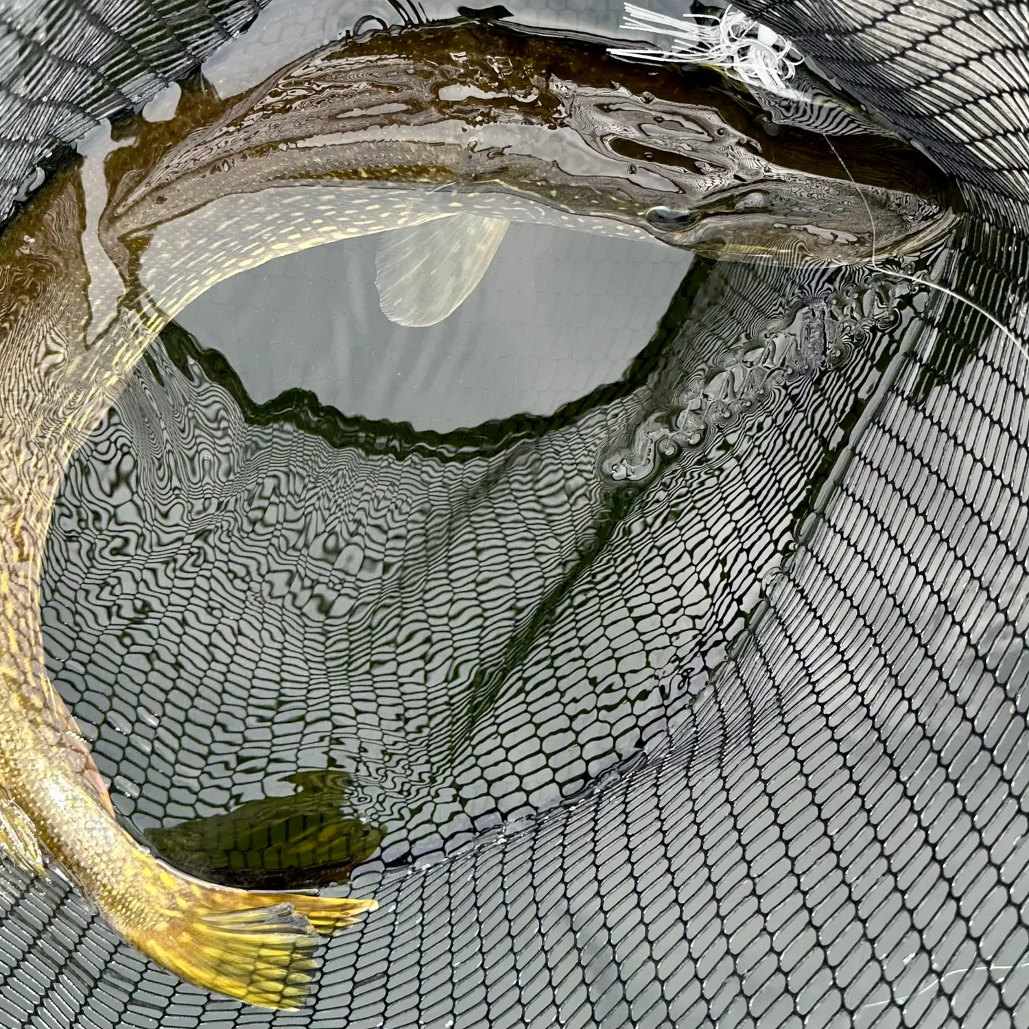 Northern pike caught on Fishbrain