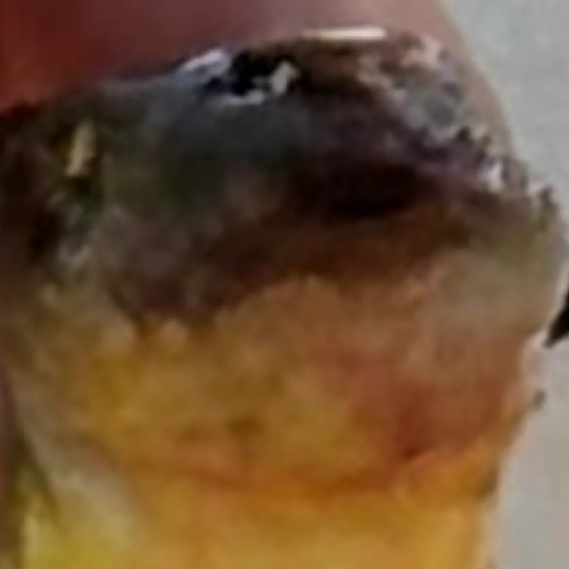 The most recent Tadpole whiptail catches on Fishbrain