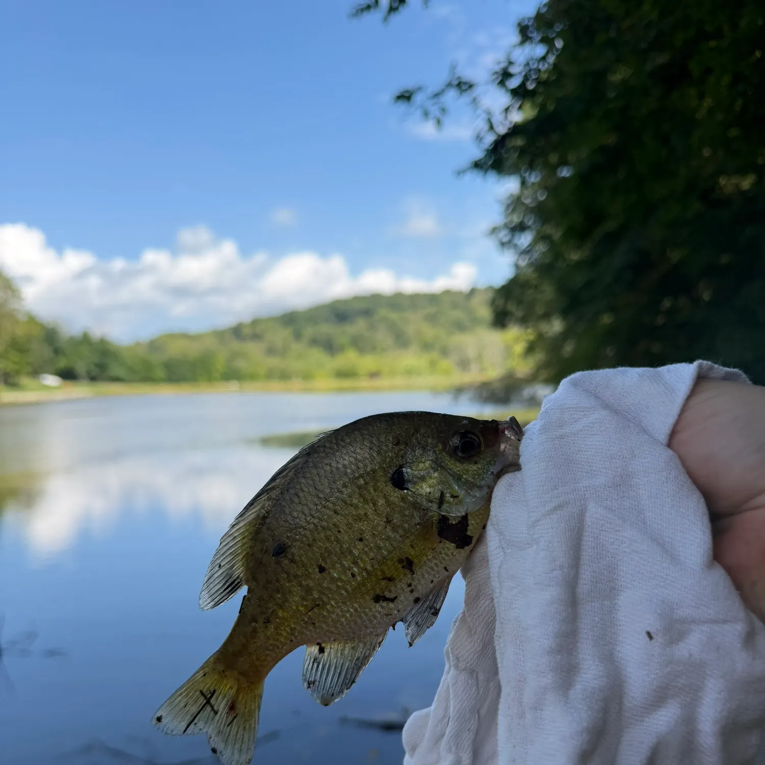 Bluegill caught on Fishbrain