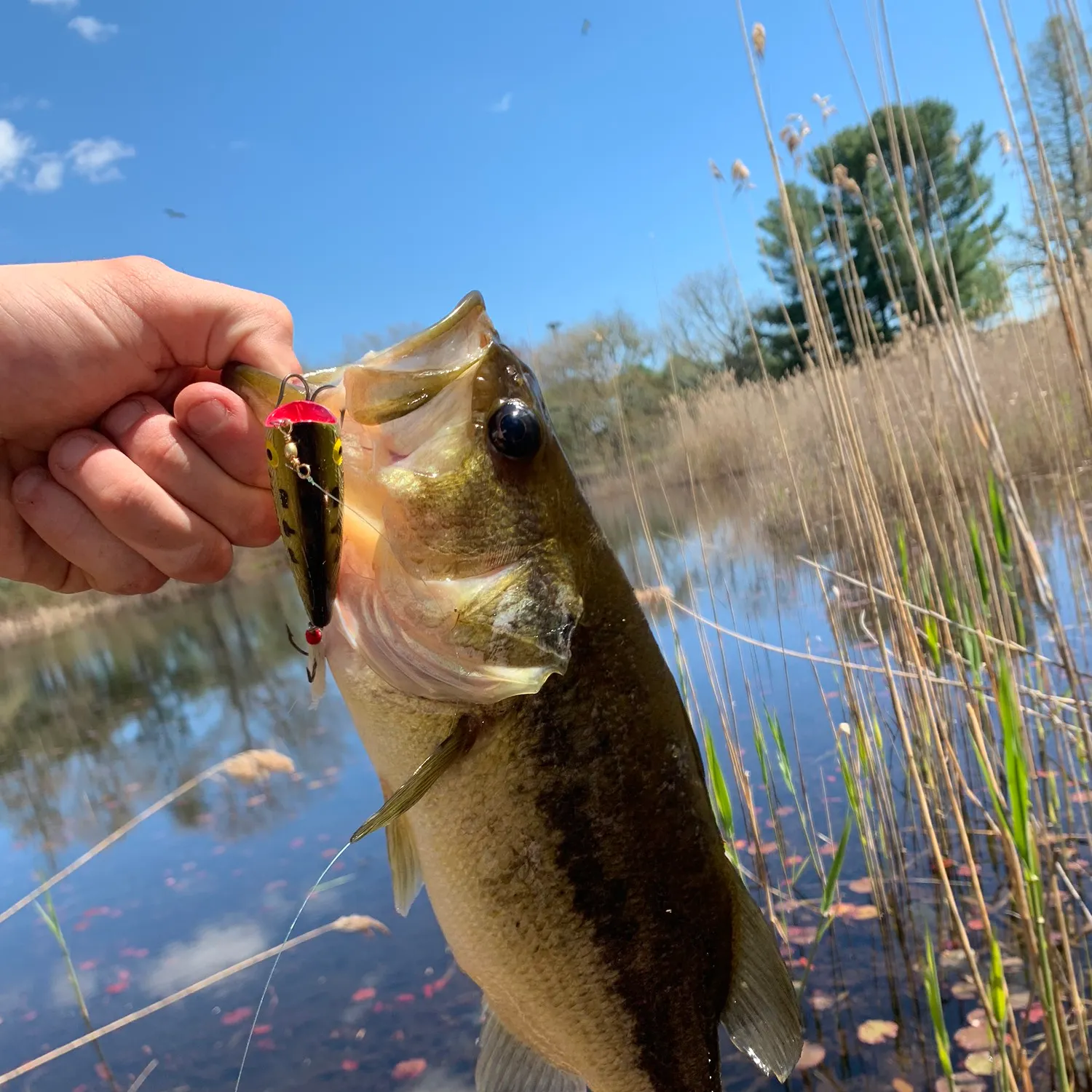 angler catch